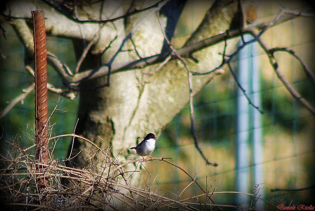 Maschio di Occhiocotto (Sylvia melanocephala)?